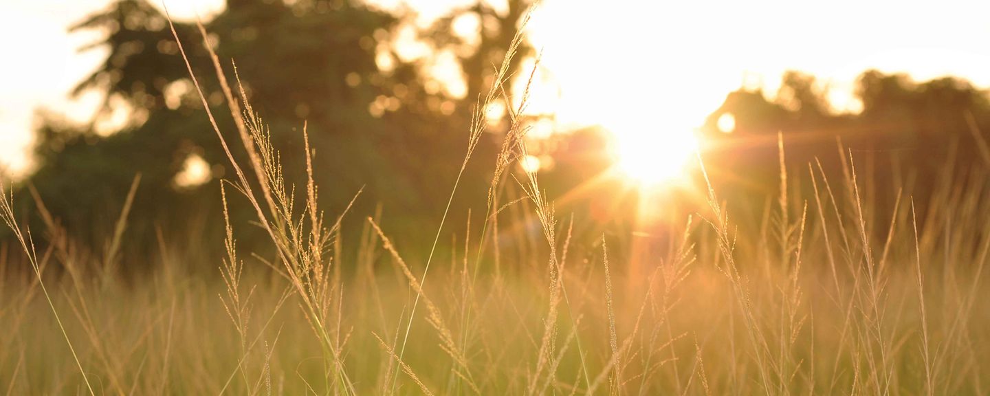 Sonnenaufgang auf einem Feld