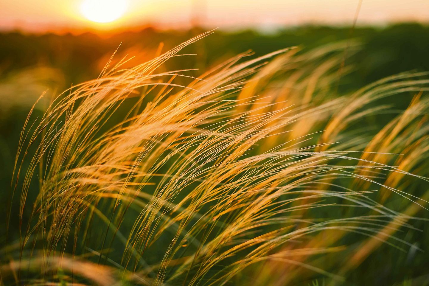 Gras im Wind bei Sonnenuntergang