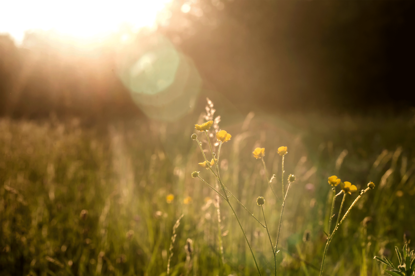 Sommerwiese mit Butterblumen